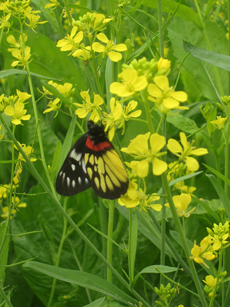 Mustard greens flowers blossom to welcome New Year